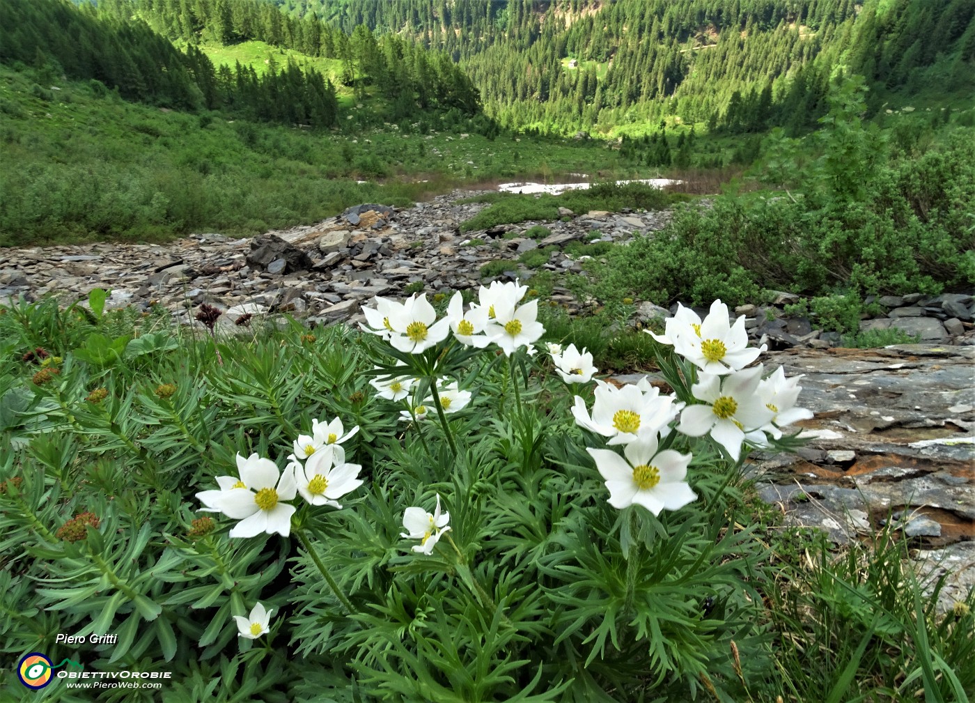 77 Anemoni narcissini (Anemonastrum narcissiflorum).JPG